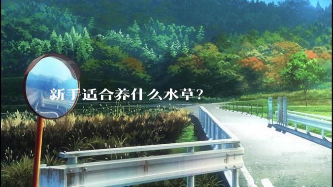 新手适合养什么水草？