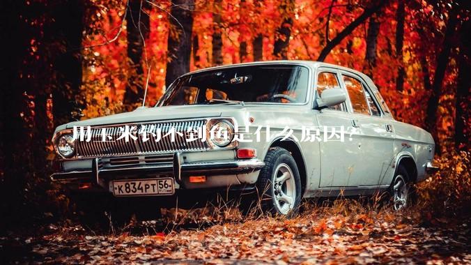 用玉米钓不到鱼是什么原因？